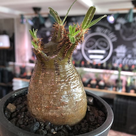 pachypodium gracilius《大きめS size》希少‼︎green肌※現地球発根済株※店主国内管理2年株※株元ぼってり且つbalance枝振り良き一株※mad black pot植え