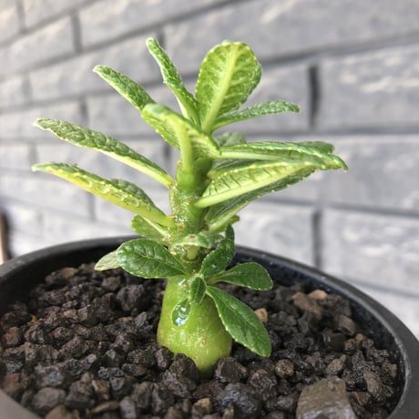 希少‼︎ dorstenia gigas《S size》littmon  seed🌱（実生株）※大変枝振り含め将来へ高期待できる激選抜株‼︎ ※mad black pot植え