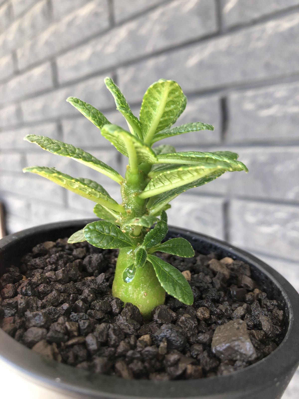 o66 ドルステニア ギガス 塊根植物 Dorstenia gigas(希少 o66 ドルステニア ギガス 塊根植物 Dorstenia gigas(希少