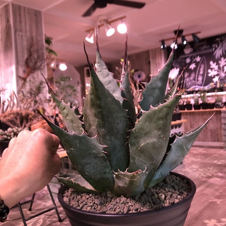 agave     parrasana  globe《大きめL  size》※発根済株※店主国内管理5年株※大変締まり&balance&size感と三拍子揃ったwild極美株※浅鉢植え