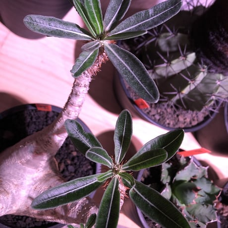packypodium  gracilius《大きめ M size》※現地球株  発根済み株‼︎  （限定1株）極上白肌美株‼︎  ※mad black pot植え