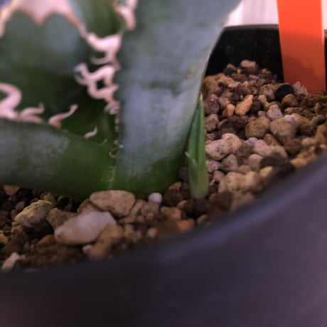 agave     titanota《S  size》from Europa  限定２株‼︎
