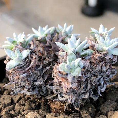 dudleya greenei《L size》希少種‼︎※現地球株発根済※流通少なき古株のため味深くそれでいてコントラストがとびきり美しい一株※black bowl pot植え