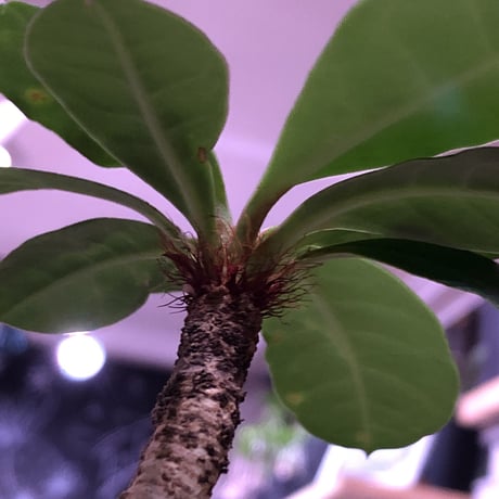 euphorbia     ramena《 M size》
