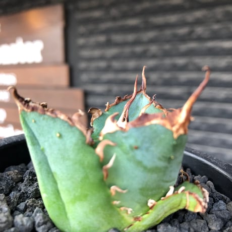 agave titanota  白鯨陽炎type《S size》※現地球株発根済 ①※唸り良き鋸歯に幅広肉厚タイプ※black pot植え
