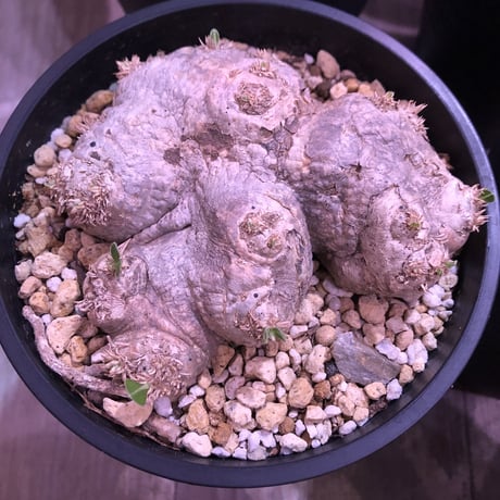 packypodium  brevicaule  恵比寿笑い《M  size》丁度良いsize感