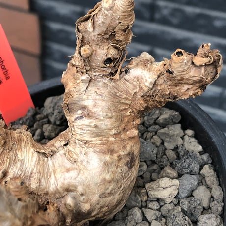 euphorbia itremensis《L size》※現地球株発根済①※極太塊根＆極太枝を持つマッチョなイトレ※black pot植え