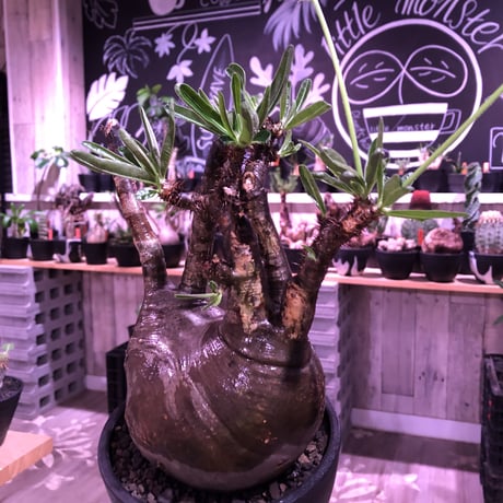 packypodium  gracilius《L size》W-he'd株※現地球発根済株※店主国内管理7年株※極バランス‼︎管理長きmad質な渋い奴※mad black bowl pot植え