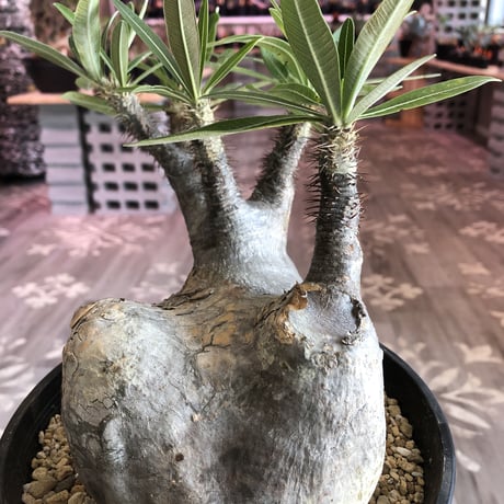 packypodium   gracilius（L size）