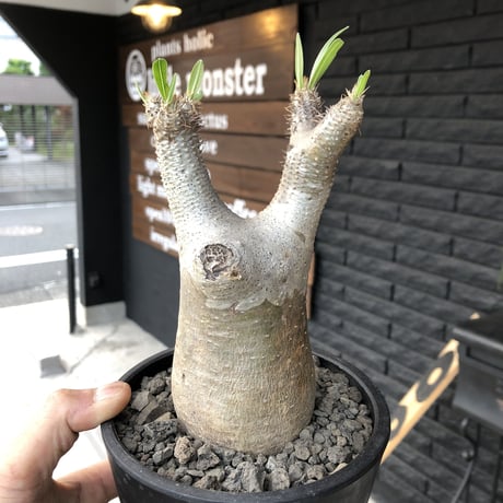 packypodium  inopinatum《M size》発根済み株‼︎  店主管理国内3年株