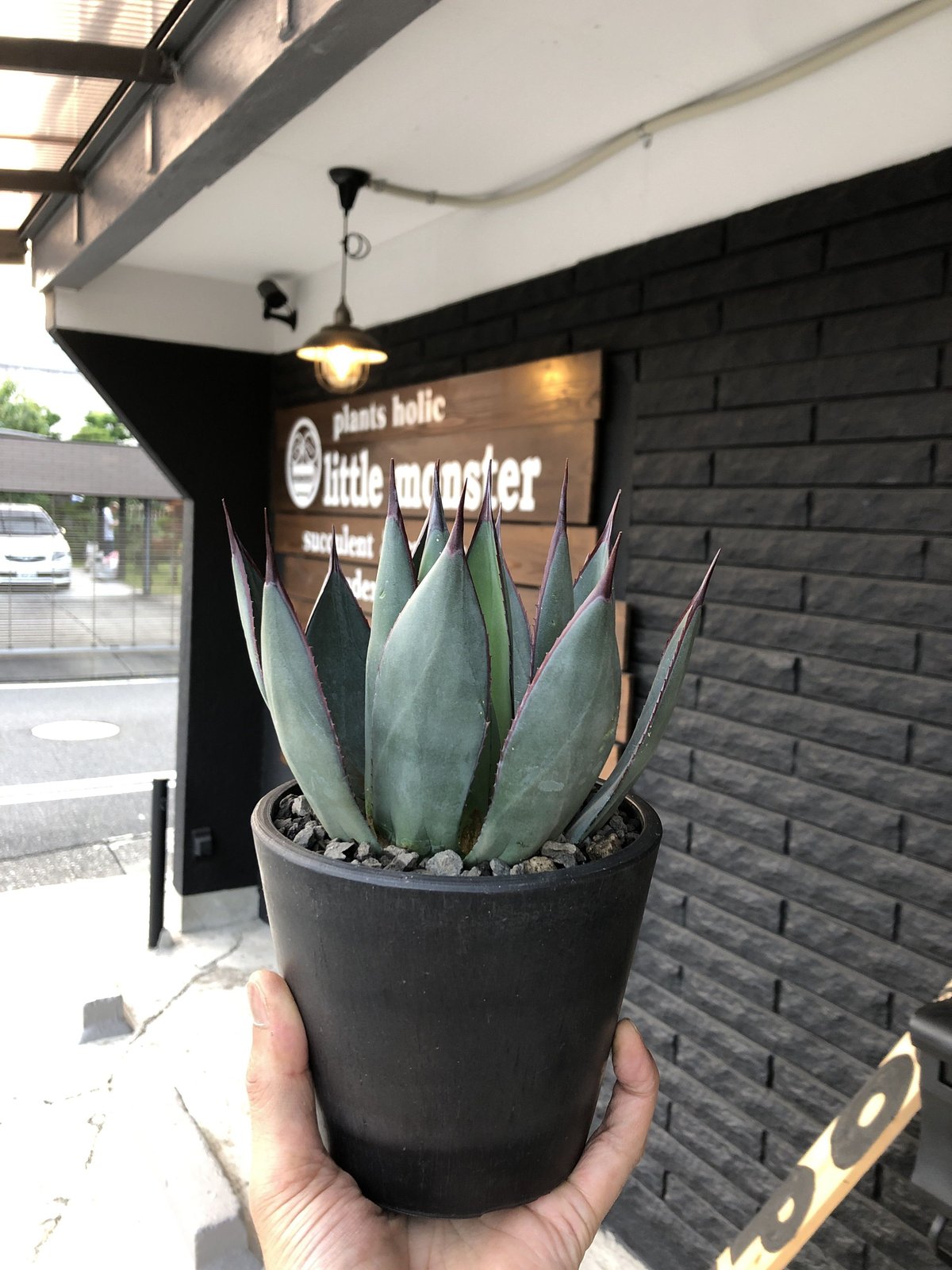 agave blue ember《M size》 | plants holic agave blue ember《M size》 | plants holic