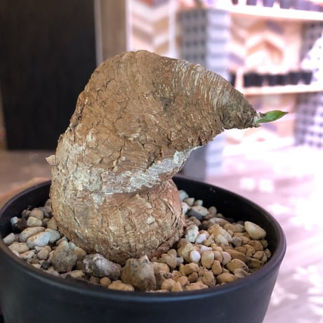 Euphorbia   primulifolia