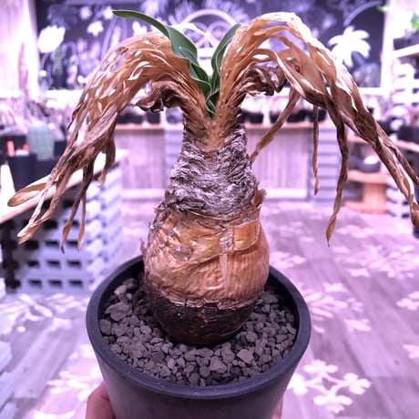 boophane   disticha  var.陽炎type‼︎《M size》※陽炎さがしっかり出てるcontrast抜群な一株‼︎mad black pot植え
