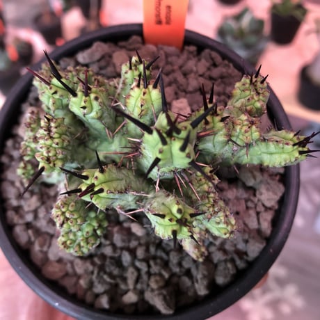 euphorbia enopla《M size》希少モンスト株※鋭い黒棘にこの丈ながらwildな躍動感とweightも低くbalance良きモンスト株‼︎※mad black bowl pot植え
