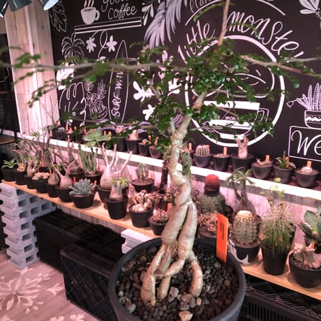 opercullicarya   decaryi  littmon  seed🌱  《4年株》※成長早く例年変化を感じながら育てられる上、幹幅も太く育った良株※mad  black  pot植え
