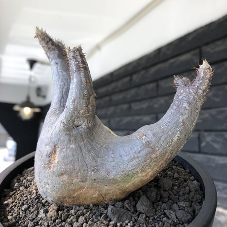 pachypodium gracilius《大きめM size》※現地球発根後店主国内管理4年株※絶妙な捻くれbalance&大きなポケットを持つトトロ樹形※mad black bowl pot植え