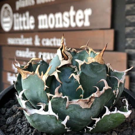 agave titanota  白鯨強棘陽炎bowl type《L size》※現地球株発根済※ウネウネ最高の鋸歯に幅広肉厚ボウルタイプ※black bowl pot植え