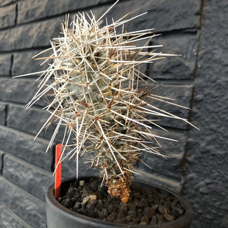 didierea  madagascariensis《M size》Ｗ-he'd株（二分頭）※激希少株※シルバーの棘に覆われたイカした奴　※mad  black  pot植え