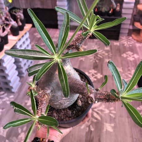 packypodium  gracilius《大きめM size》※現地球発根済株※店主国内管理3年株※大きめbalance整ったグラキ‼︎開花しかわいさ倍増中※mad black pot植え
