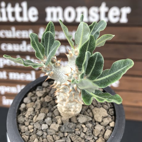 pachypodium tackyi《小さめM size》希少種‼︎gr※littmon seed3年株※白く美しくちぢれ葉が堪らなくかわいすぎる一株※mad black pot植え