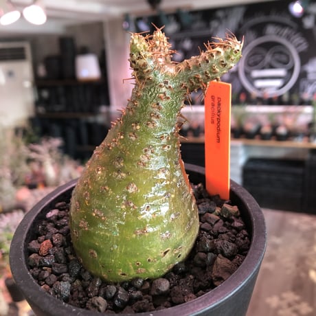 pachypodium gracilius《大きめS size》希少‼︎green肌※現地球発根済株※店主国内管理2年株※株元ぼってりな美肌＆良樹形グラキ※mad black pot植え