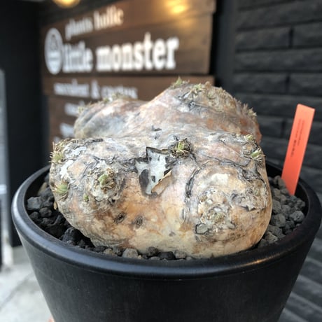 packypodium  brevicaule恵比寿笑い《大きめM size》※現地球発根済株※現地焼けの強いwild表皮を持つ笑い‼︎今後流通少なくなります※mad black pot植え