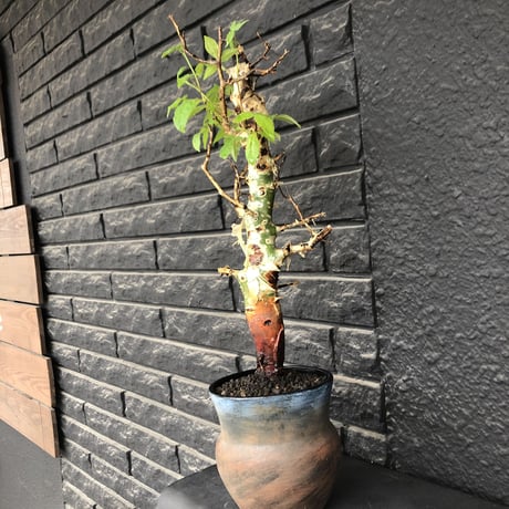 commiphora  africana《大きめL L size》※現地球発根後店主国内管理3年株※美しい佇まい且つ成熟したwild表皮が堪らない※鉄鉢植え