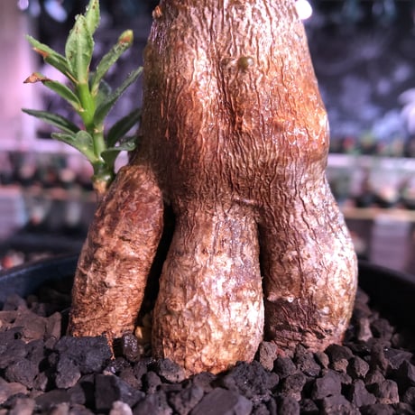 packypodium bispinosum 《M size》※現地球発根済株※小振りでも株元がwildな丁度良きサイズ感‼︎※mad black pot植え