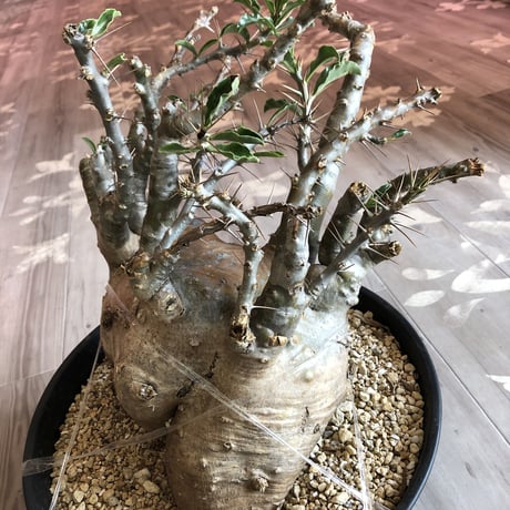 packypodium   saundersii（XL size）