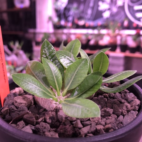 packypodium  eburneum  littmon seed🌱《大きめM  size》※たっぷり水飲み大変偏平ぼってりに育ったエブレ‼︎オススメ株※mad black bowl pot植え