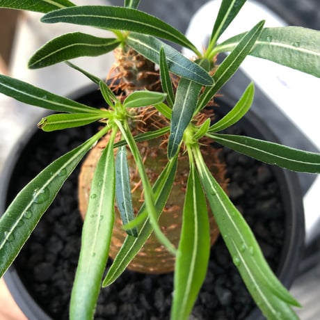 pachypodium gracilius《大きめS size》※現地球株発根済※可愛さだけでは終わらない!green肌＆現地焼けに横筋の強さも堪らない一株※black bowl pot植え