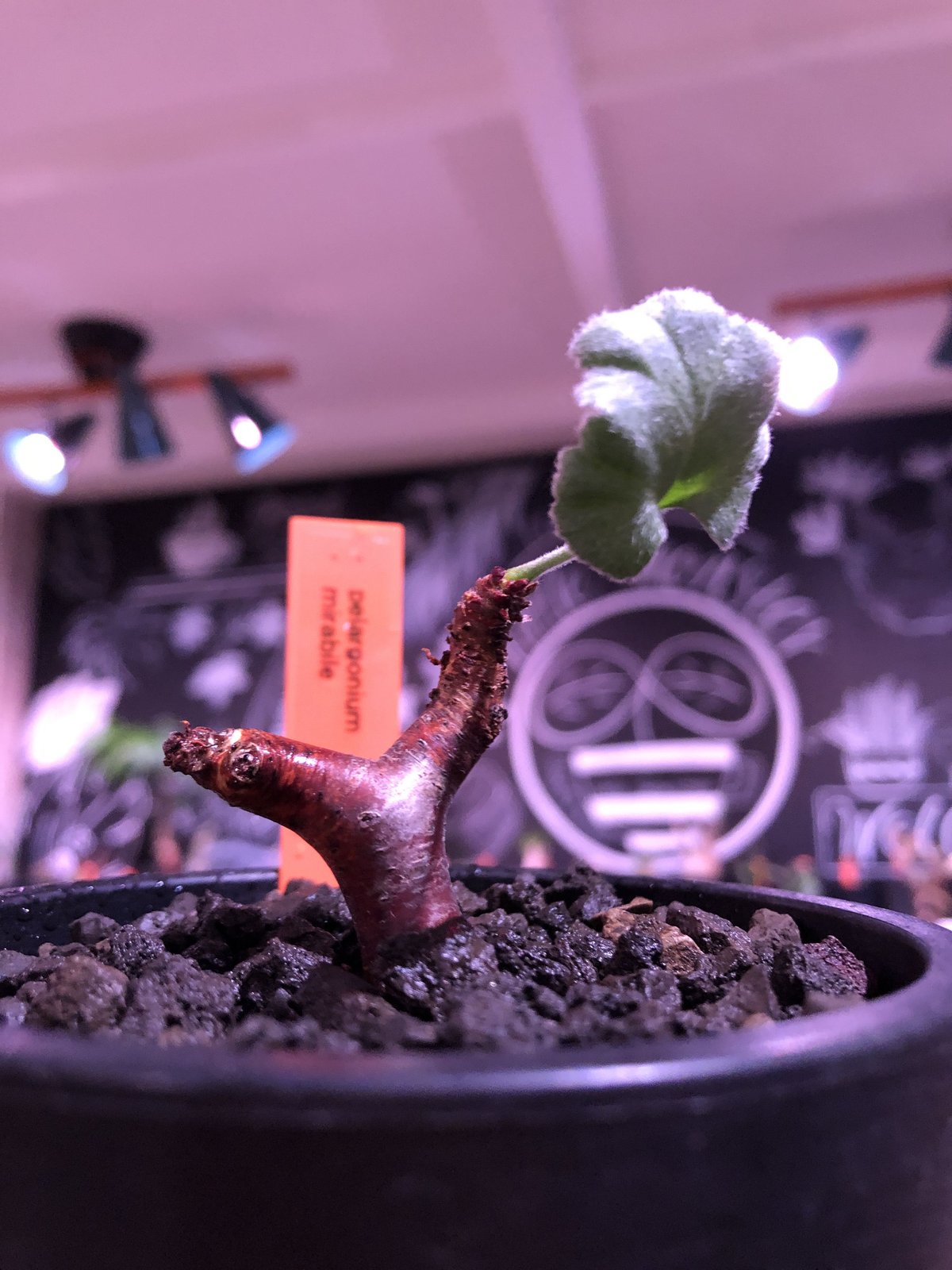 バランス最高株 休眠明け ペラルゴニウム ミラビレ 現地株 現地球 発根済み ペラルゴニウム ミラビレ 大株【発根済み】HK2402634(T