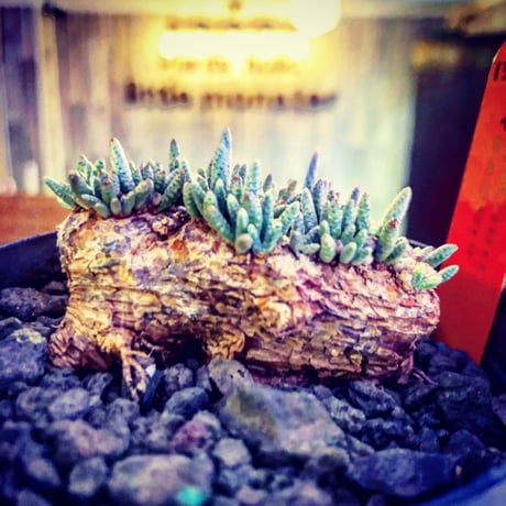 avonia   alstoni 《M size》 mad black  bowl pot植え