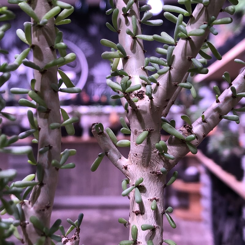 ceraria namaquensis《L size》※年々分岐する上、上品且つ大変綺麗な