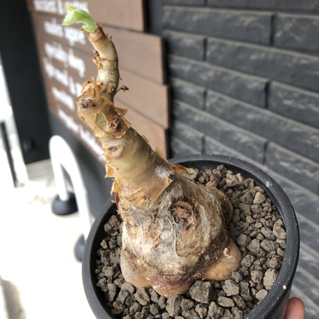 cyphostemma currori《大きめM size》希少種※現地球発根後店主国内管理4年株※ひび割れた立体ボコボコ表皮&ぼってり樹形が堪らない一株※mad black pot植え