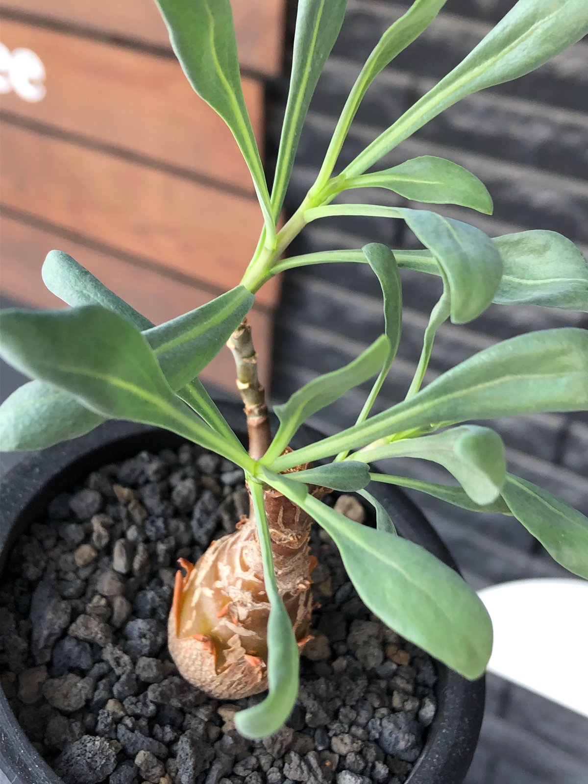 othonna pachypoda《M size》※激希少‼︎現地球株発根済※とびきりほって othonna pachypoda《M size》※激希少‼︎現地球株発根済※とびきりほって