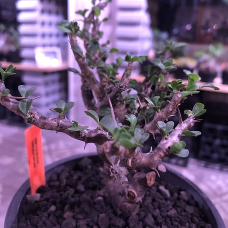 sarcocaulon  vanderietiae《M size》※現地球発根済み株‼︎※サルコカウロン 希少夏型‼︎ ※mad  black  pot植え ※店主管理国内３年株※限定2株