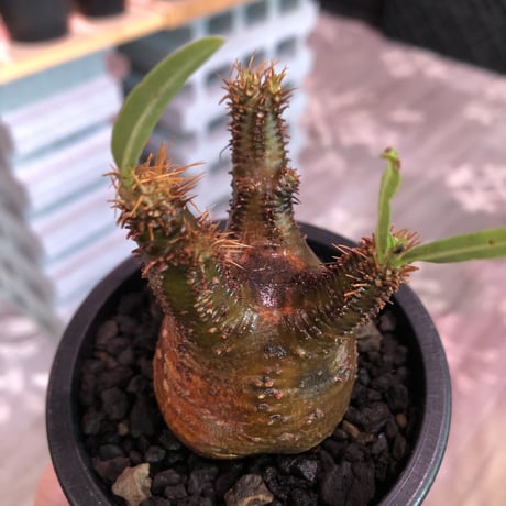 pachypodium  gracilius《S size》極赤肌 &現地焼け株※現地球発根済株※店主国内管理2年株※小振りでも大変赤み強きかっこいい一株‼︎※mad black pot植え