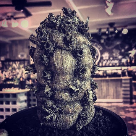 euphorbia   mlanjeana《M size》驚愕株‼️激希少‼︎‼️ ※mad black pot植え  ⚠️店舗用在庫ございます。お問い合わせ下さい。