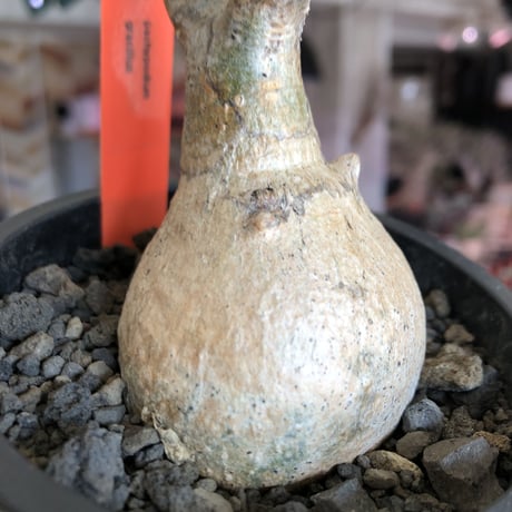 pachypodium gracilius《大きめS size》※現地球発根後店主国内管理3年株※美しい現地焼け肌に球体株元&屈折した捻くれ枝が愛くるしい‼︎※mad black pot植え