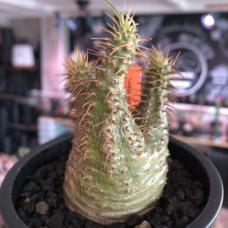 pachypodium gracilius《大きめS size》希少‼︎green肌※現地球発根済株※店主国内管理2年株※ボコボコ立体樹形でwild感強きgreen肌※mad black pot植え