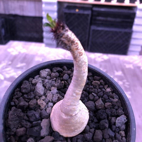 euphorbia ramena《M size》※大変綺麗な肌質に小さめながらぽっこり塊根な短枝ラメナ‼︎希少南アフリカ物※mad black bowl pot植え
