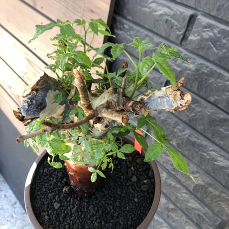 commiphora  holtziana《LL size》驚愕‼︎極太株第二弾‼︎※現地球発根後店主国内管理2年株※渋さ佇まいが堪らない※mad brown marble bowl pot植え