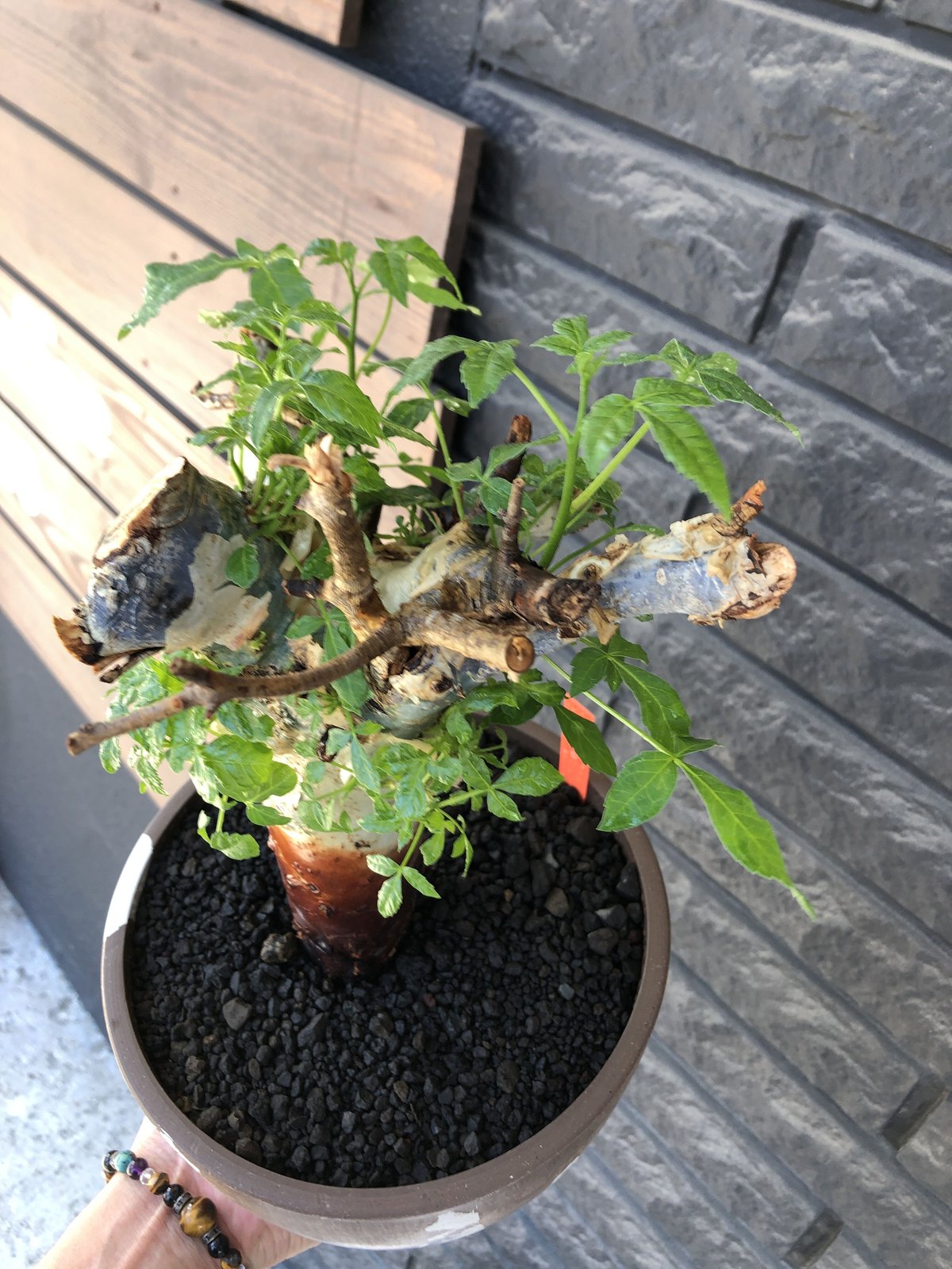 commiphora holtziana《LL size》驚愕‼︎極太株第二弾‼︎※現地球 commiphora holtziana《LL size》驚愕‼︎極太株第二弾‼︎※現地球