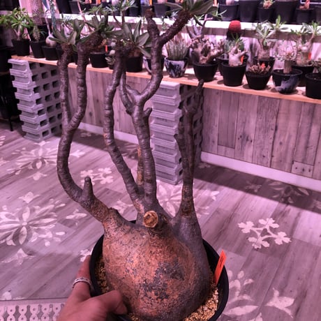 packypodium  gracilius《L L size》※現地球発根済み株‼︎  （限定1株）※現地での株焼けと表皮の質感が堪らない‼︎✨驚愕‼︎1周年感謝株No.①✨