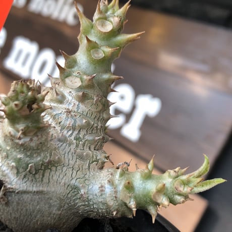 pachypodium windsorii《M size》※選抜littmon seed🌱※weight低き極ぼってり株元&枝振りも◎良樹形※mad black pot植え