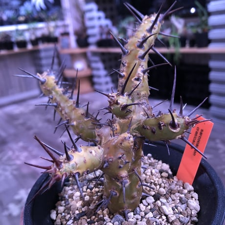 sarcocaulon   crassicaule《S  size》 ※冬型caudex‼︎  人気な冬型種！オススメ株