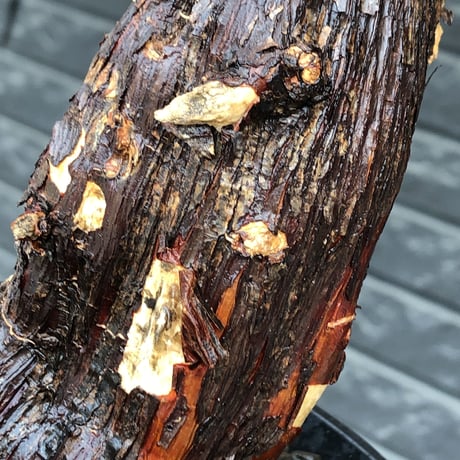 mestoklema tuberosum《L size》※現地球発根後店主国内管理5年株※味深き朽ちくによるメクれ&赤肌強き極太株元‼︎冬季も動く唯一無二な希少灌木※mad black pot植え