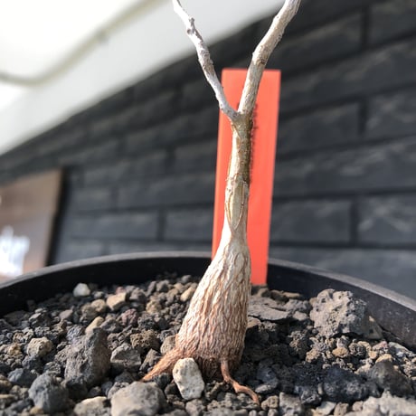 pachycormus discolor 象の木 littmon  seed🌱 《5年株》※成長極遅いなか美しく立派に育ってくれた繊細な一株※mad black bowl pot植え
