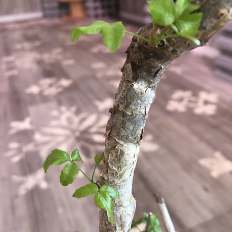 commiphora   humbertii《 L size》